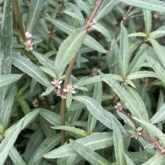 Alternanthera denticulata (Lesser Joyweed) at Franklin, ACT - 22 Feb 2023 by JaneR