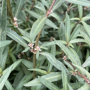 Alternanthera denticulata at Franklin, ACT - 22 Feb 2023