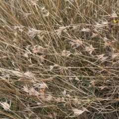 Themeda triandra (Kangaroo Grass) at Franklin, ACT - 22 Feb 2023 by JaneR