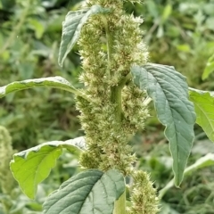 Amaranthus powellii (Powell's Amaranth) at Fadden, ACT - 22 Feb 2023 by KumikoCallaway