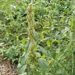 Amaranthus powellii at Fadden, ACT - 22 Feb 2023