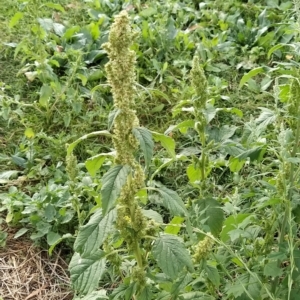 Amaranthus powellii at Fadden, ACT - 22 Feb 2023