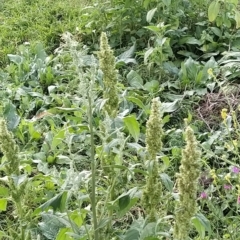 Amaranthus powellii at Fadden, ACT - 22 Feb 2023 09:37 AM