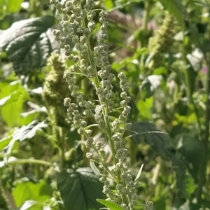 Chenopodium album at Fadden, ACT - 22 Feb 2023