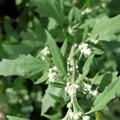 Chenopodium album at Fadden, ACT - 22 Feb 2023