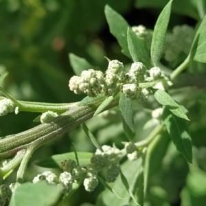 Chenopodium album at Fadden, ACT - 22 Feb 2023