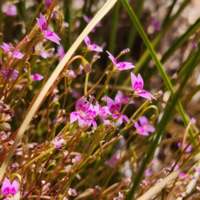 Stylidium fluminense at Karijini, WA - 3 Nov 2022 by AaronClausen