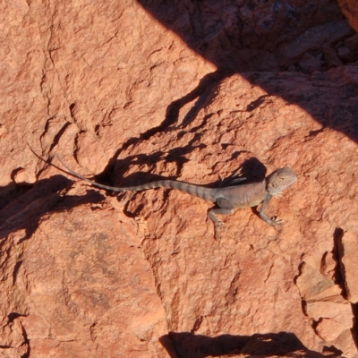 Ctenophorus caudicinctus at Newman, WA - 1 Nov 2022 by AaronClausen