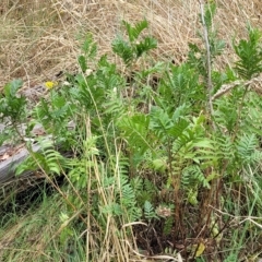 Tanacetum vulgare (Tansy) - 22 Feb 2023 by trevorpreston