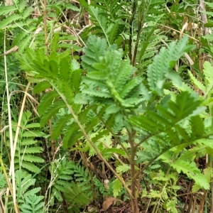 Tanacetum vulgare at Undefined Area - 22 Feb 2023