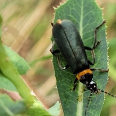 Chauliognathus lugubris (Plague Soldier Beetle) - 22 Feb 2023 by trevorpreston