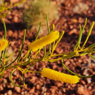 Acacia hilliana (Hill's Tabletop Wattle, Flying-saucer Bush) at Newman, WA - 31 Oct 2022 by AaronClausen