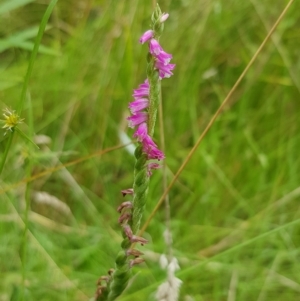 Spiranthes australis at Cotter River, ACT - suppressed