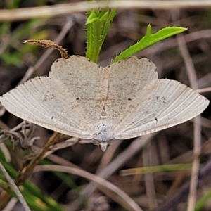 Casbia farinalis at Mitchell, ACT - 22 Feb 2023