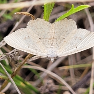 Casbia farinalis at Mitchell, ACT - 22 Feb 2023