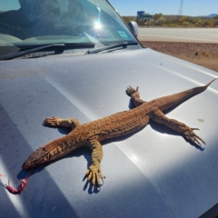 Varanus panoptes at Newman, WA - 31 Oct 2022 by AaronClausen