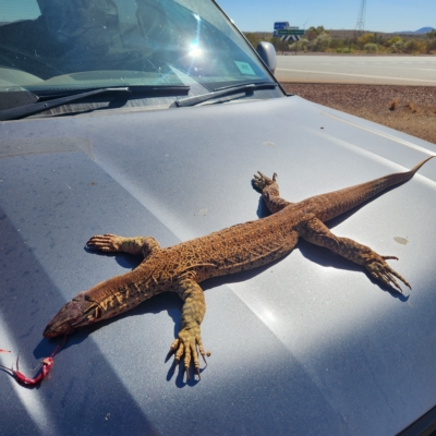 Unidentified Monitor or Gecko at Newman, WA - 31 Oct 2022 by AaronClausen