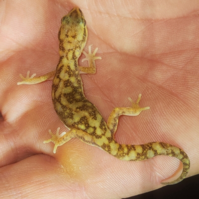 Unidentified Monitor or Gecko at Nullagine, WA - 29 Oct 2022 by AaronClausen