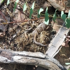 Pseudemoia entrecasteauxii (Woodland Tussock-skink) at Namadgi National Park - 21 Feb 2023 by GirtsO