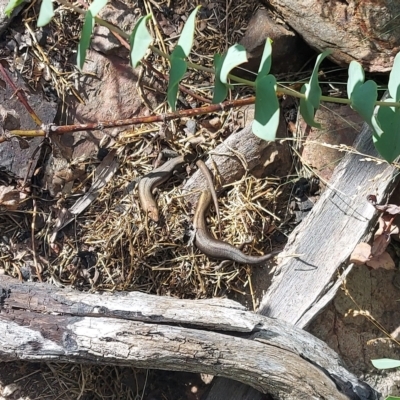 Pseudemoia entrecasteauxii (Woodland Tussock-skink) at Namadgi National Park - 21 Feb 2023 by GirtsO