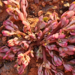 Portulaca oleracea (Munyeroo ,Pigweed, Purslane) at Nullagine, WA - 29 Oct 2022 by AaronClausen