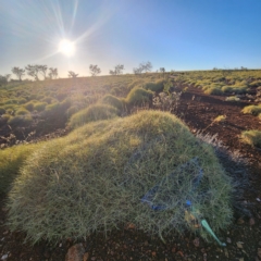 Triodia sp. (Spinifex) at Nullagine, WA - 29 Oct 2022 by AaronClausen