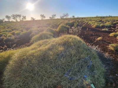 Triodia sp. (Spinifex) at Nullagine, WA - 29 Oct 2022 by AaronClausen