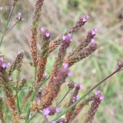 Verbena incompta (Purpletop) at Undefined Area - 22 Feb 2023 by trevorpreston