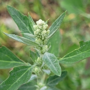 Chenopodium album at Undefined Area - 22 Feb 2023