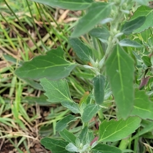 Chenopodium album at Undefined Area - 22 Feb 2023