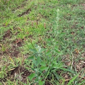 Chenopodium album at Undefined Area - 22 Feb 2023 12:43 PM