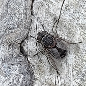 Calliphora vicina at Undefined Area - 22 Feb 2023