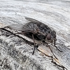 Calliphora vicina at Undefined Area - 22 Feb 2023