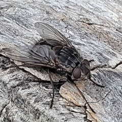 Calliphora vicina at Undefined Area - 22 Feb 2023