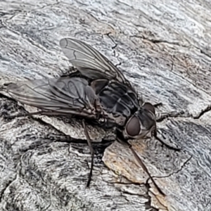 Calliphora vicina at Undefined Area - 22 Feb 2023