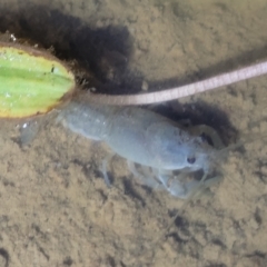 Cherax destructor (Common Yabby) at Dunlop, ACT - 17 Feb 2023 by trevorpreston