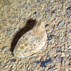 Turnix velox (Little Buttonquail) at Karijini, WA - 6 Nov 2022 by AaronClausen