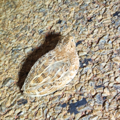 Turnix velox (Little Buttonquail) at Karijini, WA - 6 Nov 2022 by AaronClausen