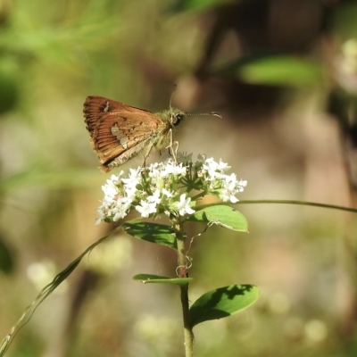 Dispar compacta (Barred Skipper) at Penrose, NSW - 15 Feb 2023 by GlossyGal