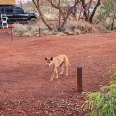 Canis lupus (Dingo / Wild Dog) at Karijini, WA - 4 Nov 2022 by AaronClausen