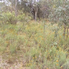 Rutidosis leptorhynchoides at Red Hill, ACT - 21 Feb 2023