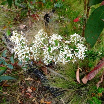 Olearia myrsinoides (Blush Daisy Bush) at Namadgi National Park - 21 Feb 2023 by GirtsO