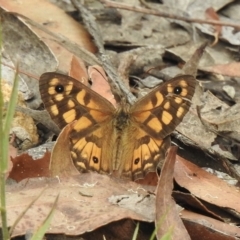 Geitoneura klugii (Marbled Xenica) at Mittagong, NSW - 19 Feb 2023 by GlossyGal