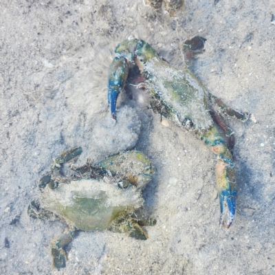 Unverified Crab at Pardoo, WA - 28 Oct 2022 by AaronClausen