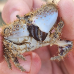 Unidentified Crab at Pardoo, WA - 27 Oct 2022 by AaronClausen