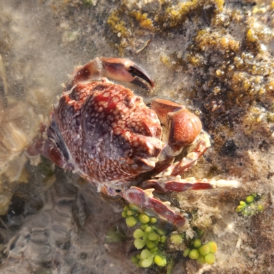 Unidentified Crab at Pardoo, WA - 27 Oct 2022 by AaronClausen