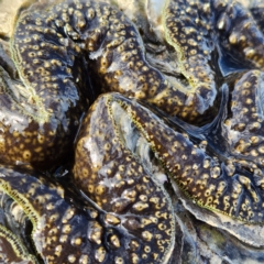 Unidentified Pipi, Clam or Oyster (Bivalvia) at Pardoo, WA - 27 Oct 2022 by AaronClausen