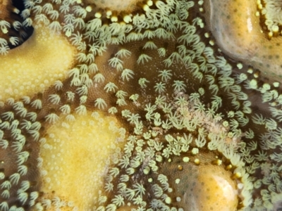 Unidentified Anemone, Coral, Sea Pen at Pardoo, WA - 27 Oct 2022 by AaronClausen