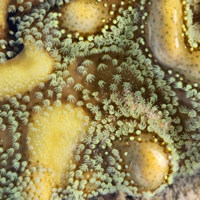 Unidentified Anemone, Coral, Sea Pen at Pardoo, WA - 27 Oct 2022 by AaronClausen