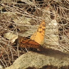 Geitoneura acantha (Ringed Xenica) at Mittagong, NSW - 19 Feb 2023 by GlossyGal